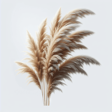 Pampas Grass